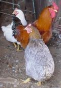 Gallinas