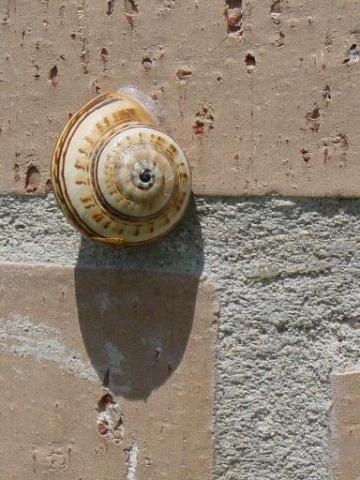 caracol.jpg