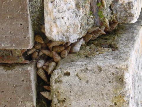 caracolillos1.jpg