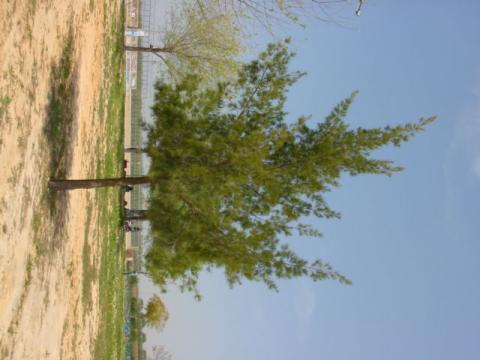 casuarina1.jpg