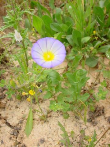 convolvulus2-3.jpg