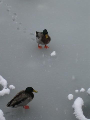foto_39.jpg