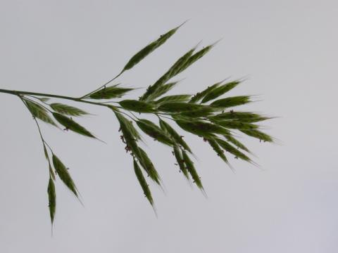 graminea.jpg