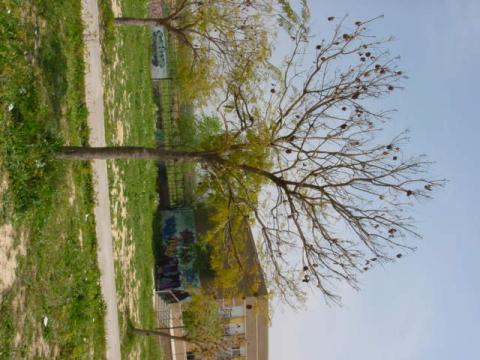 jacaranda.jpg