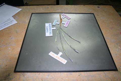 jornadaciencia06.jpg