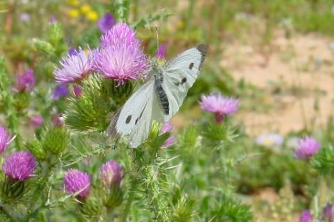 mariposacol.jpg