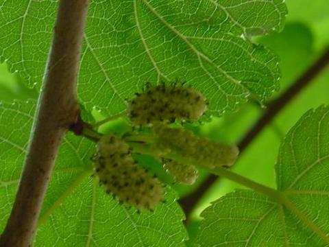moras.jpg