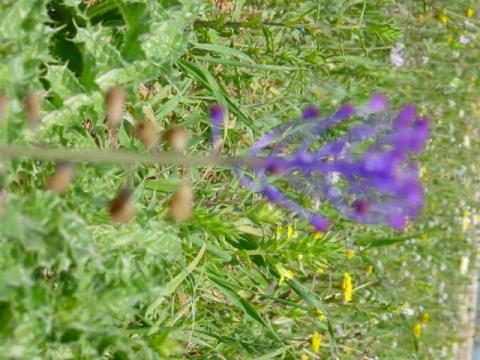 muscari.jpg