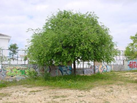 olmo.jpg