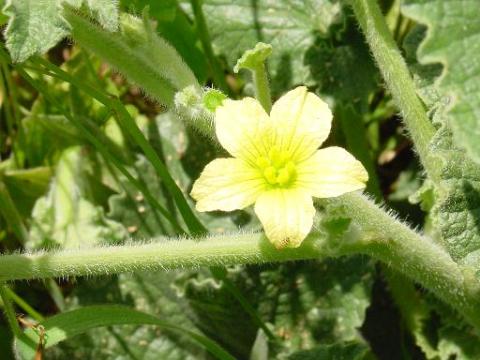 pepinilloflor.jpg