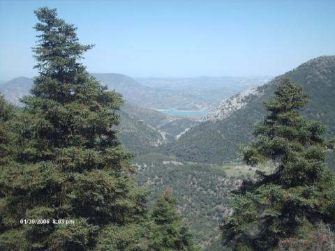 pinsapar16.jpg