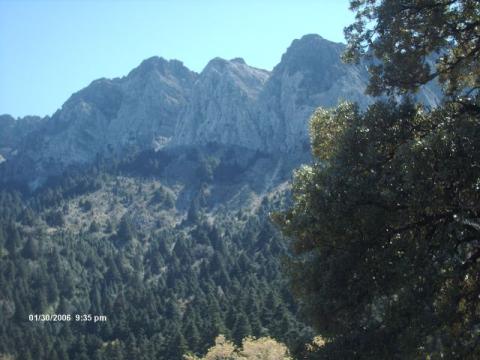 pinsapar18.jpg