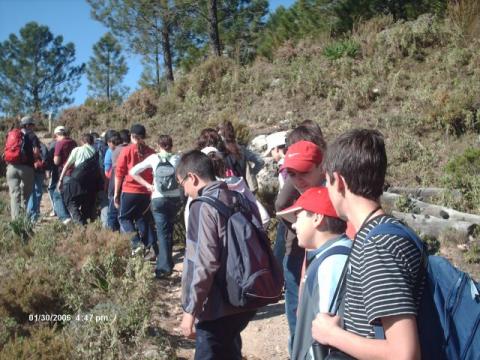 pinsapar5.jpg