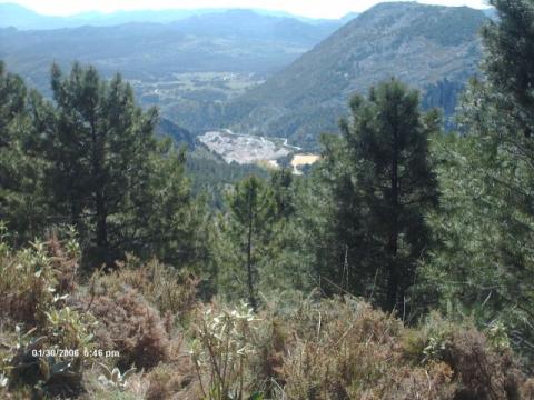 pinsapar8.jpg
