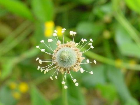 plantagoaereo.jpg