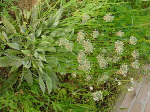 plantagomata.jpg